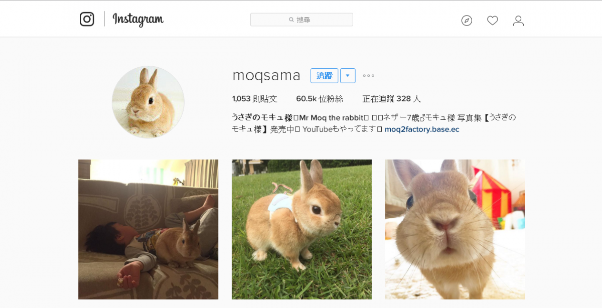 超治癒！把人融化的東京人氣兔子寫真展