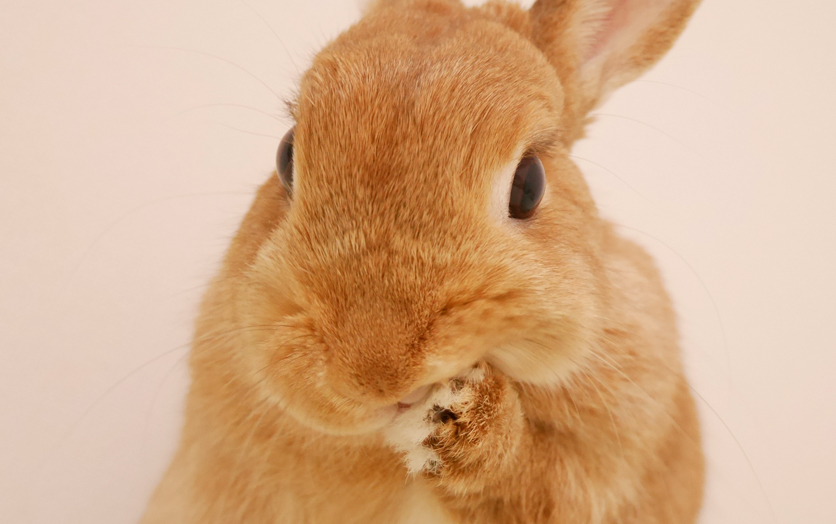 超治癒！把人融化的東京人氣兔子寫真展