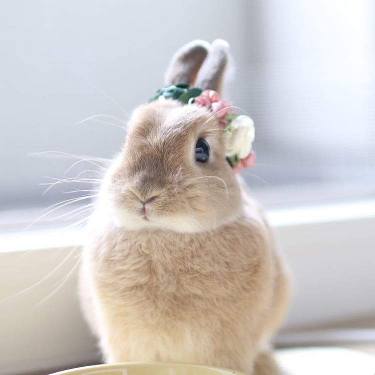 超治癒！把人融化的東京人氣兔子寫真展