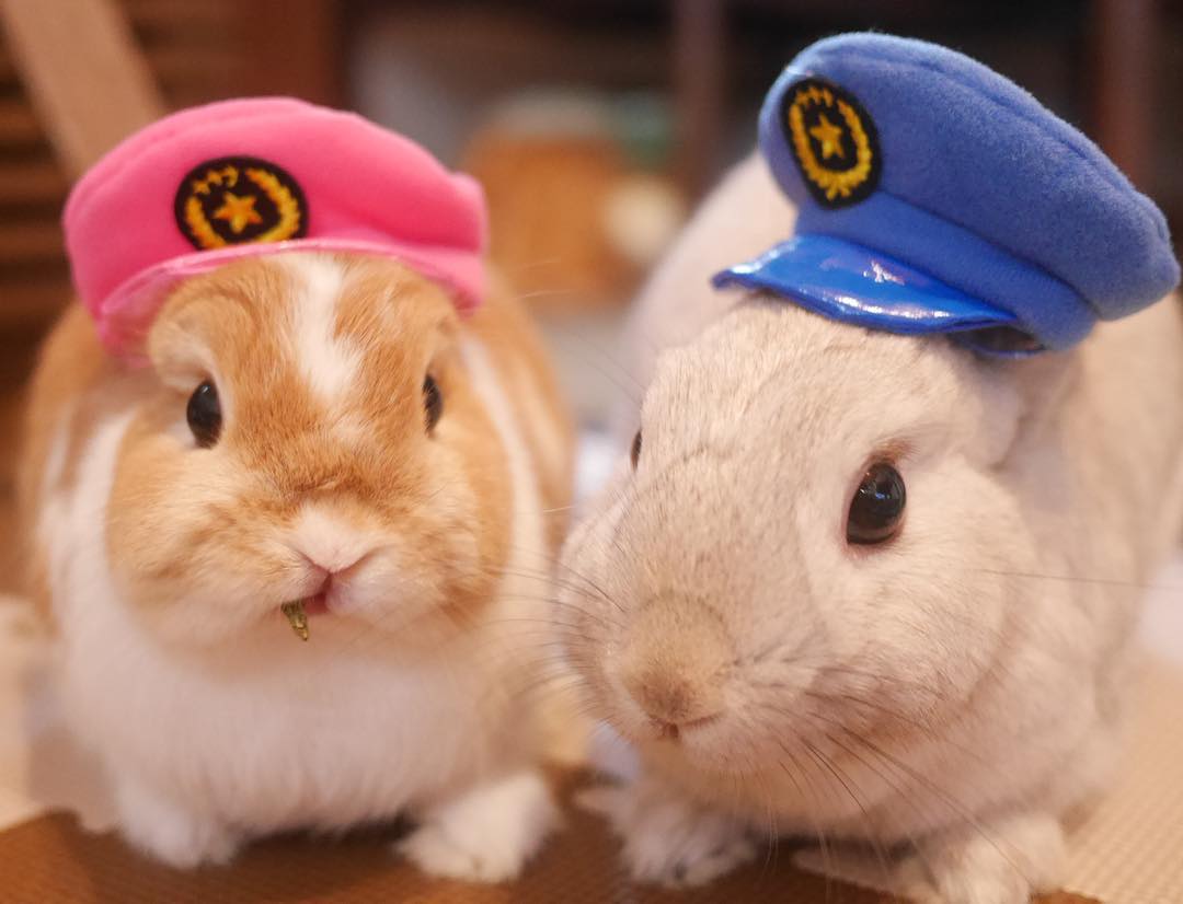 超治癒！把人融化的東京人氣兔子寫真展