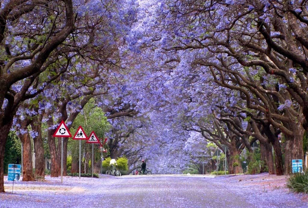 唔使搭飛機！香港都有賞花風景線