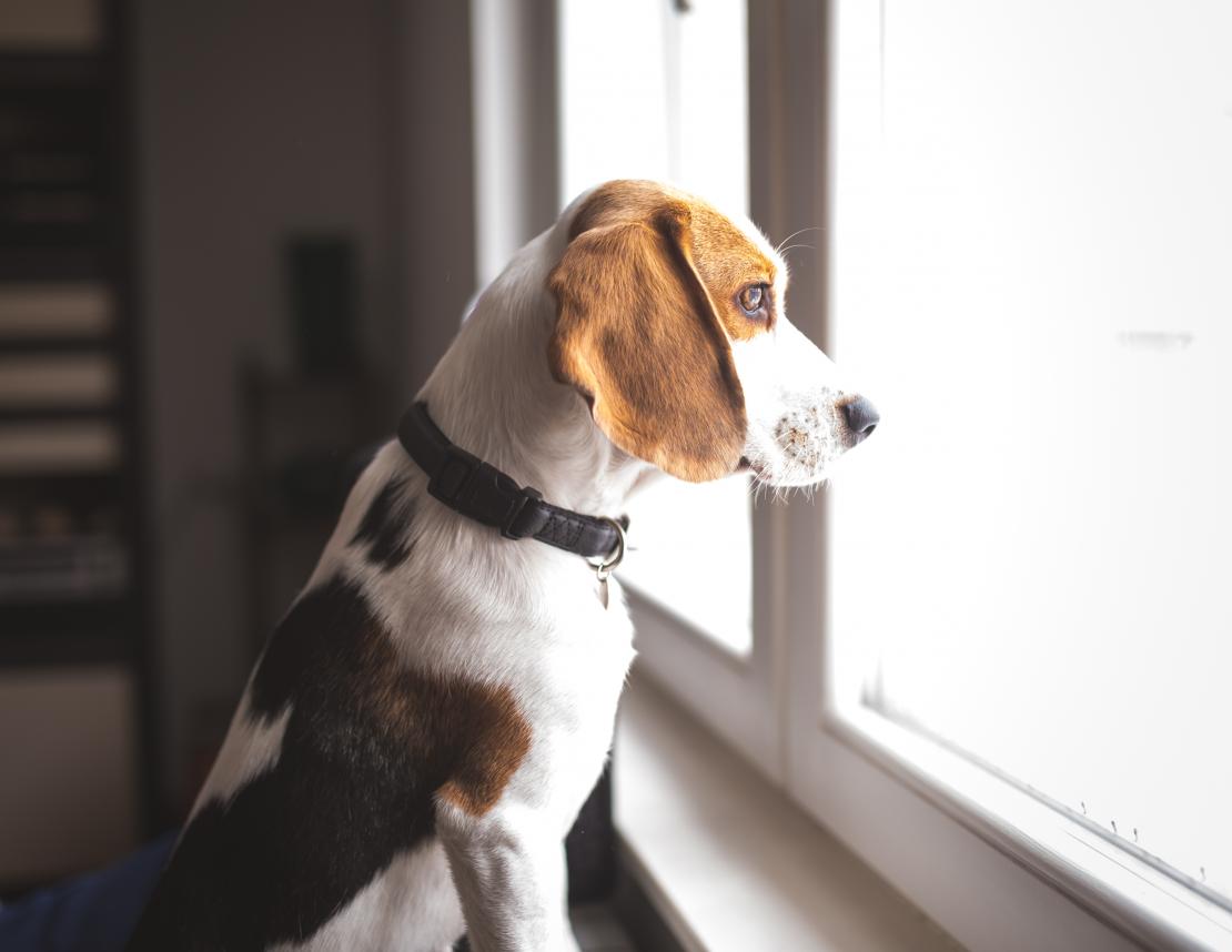 超能汪星人！原來狗狗天生擁有這 6 個 Superpower