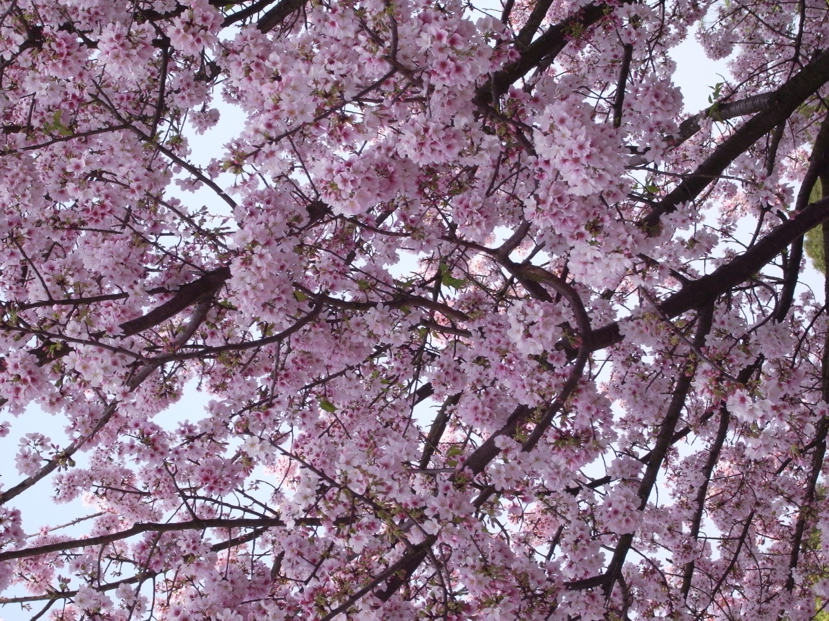 Let’s Hanami!2017春賞花大作戰！（二）：台北篇