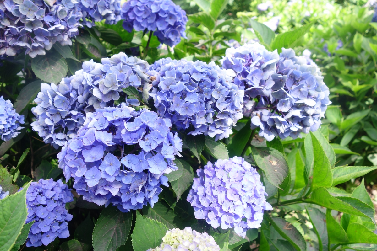 Let’s Hanami!2017春賞花大作戰！（二）：台北篇