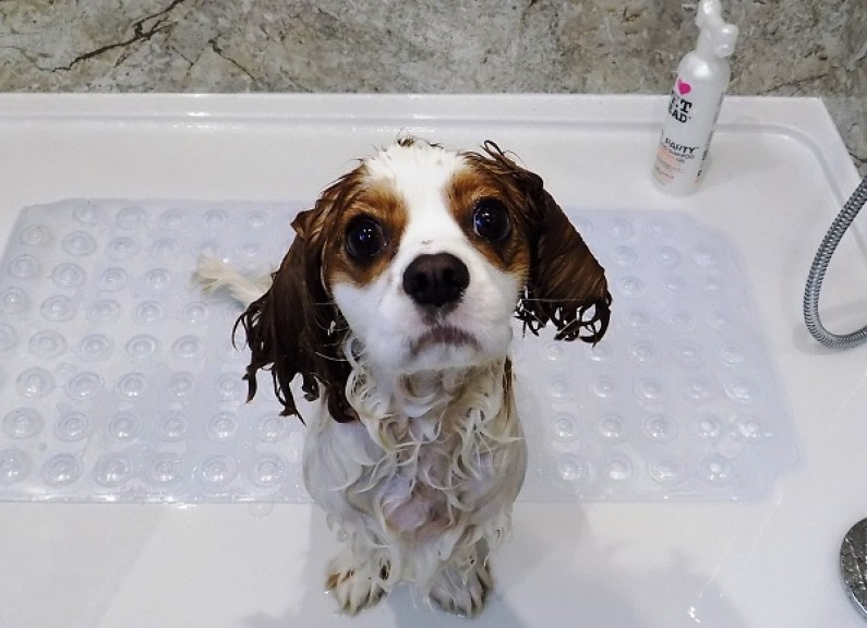 成屋都係狗毛？你要知道7個狗狗甩毛原因