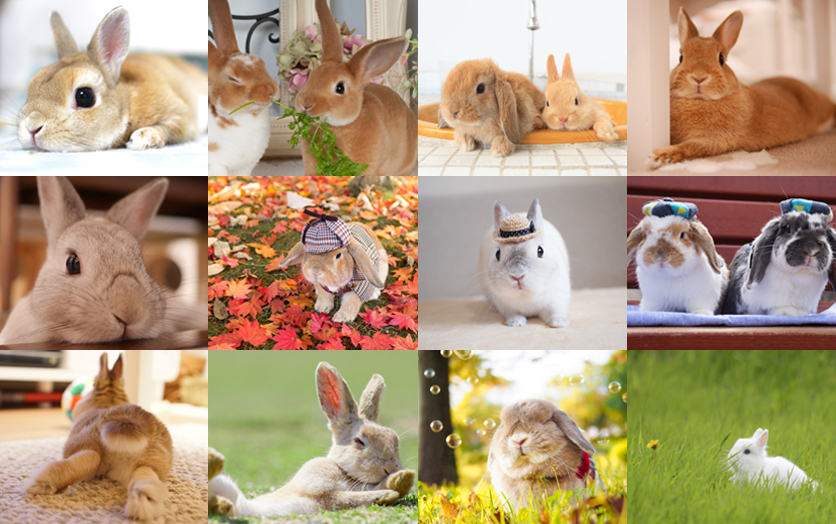 超治癒！把人融化的東京人氣兔子寫真展