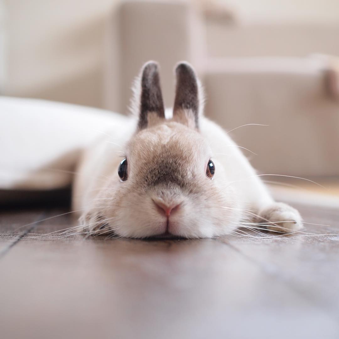 超治癒！把人融化的東京人氣兔子寫真展