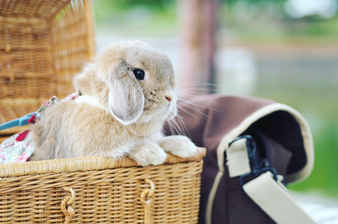 超治癒！把人融化的東京人氣兔子寫真展